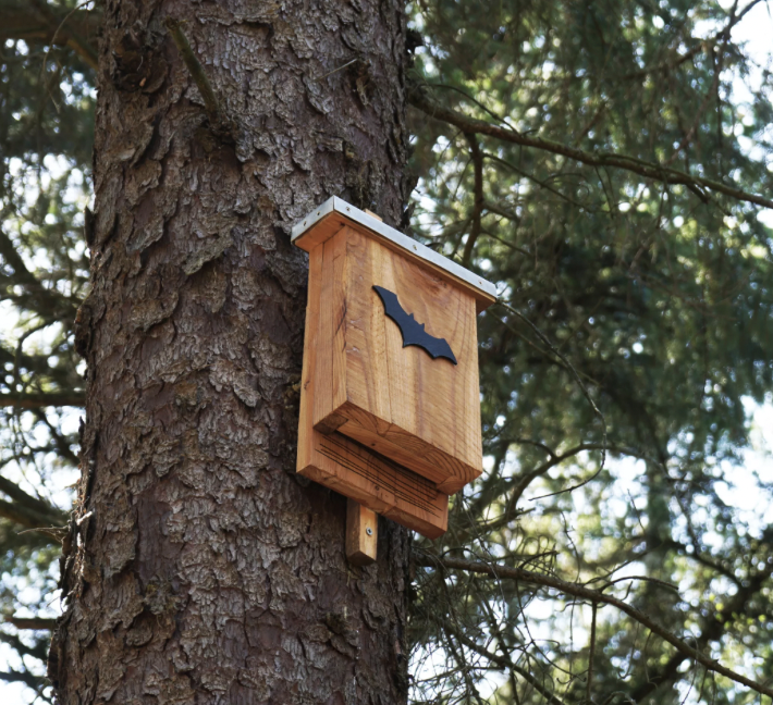 Capture d’écran 2025-06-02 à 11.19.20 photo d'un nichoir à chauve-souris installé dans un arbre